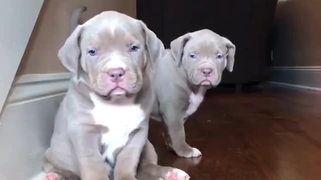 The Shy Puppy