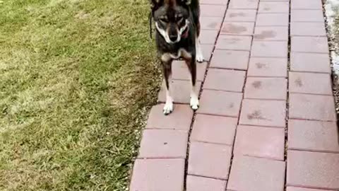 PORSCHE DOG LOVES HER 911!