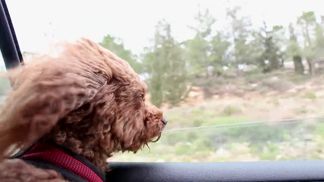 Dog in car