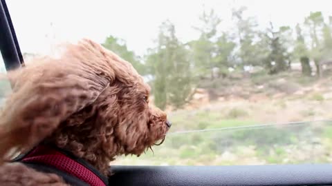 Dog in car