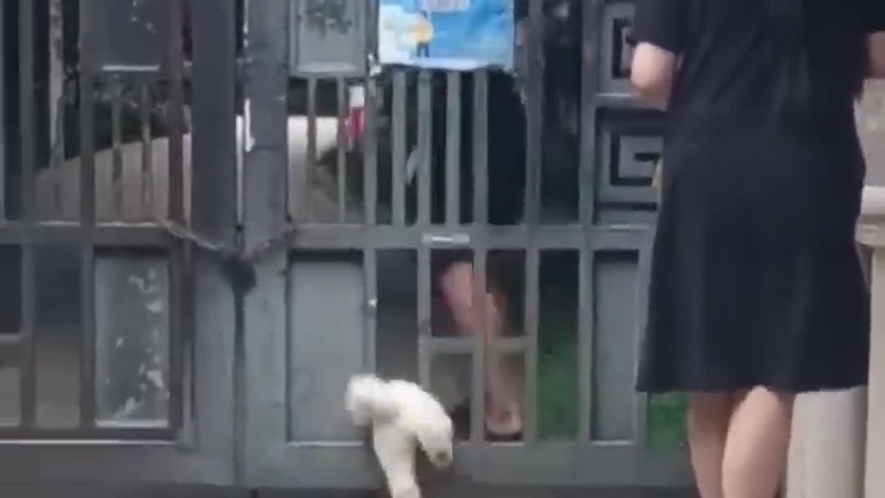 Funny cat vidios 2023 -part 1😂🤣