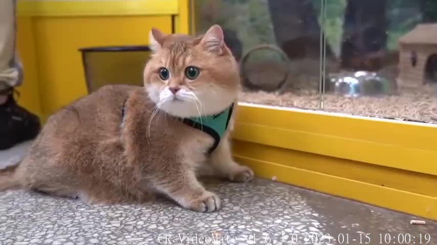 Pet Store