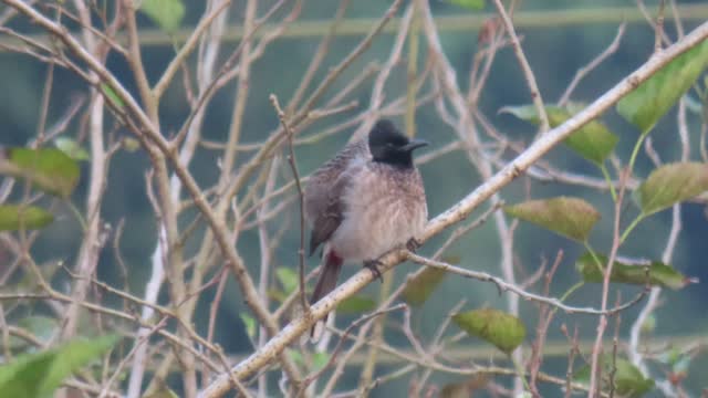 Bulbul bird in kerala