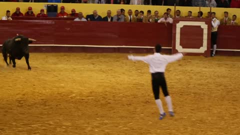 Men jumping over a charging bull - Recortadores