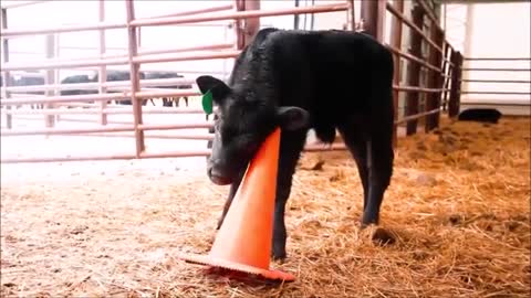 Cows in the farm