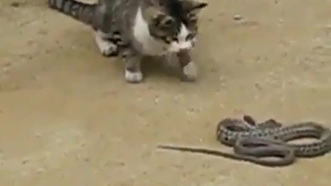 Cat & Snake