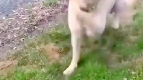 The dogs came with their little strides 🤩