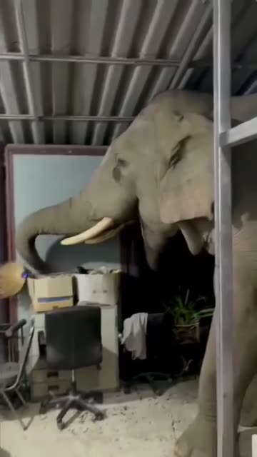 Unexpected visit by an elephant