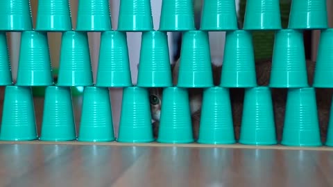 Cup Challenge #1
