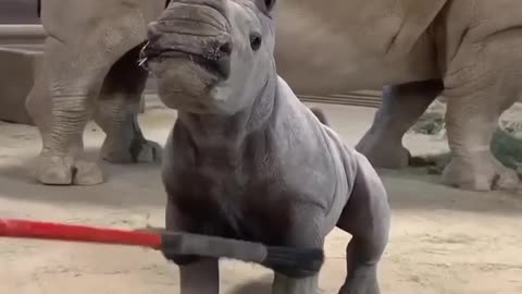 Rhino_Loves_a_Good_Brushing____Viral