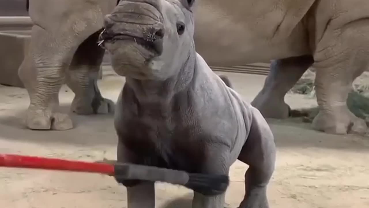 Rhino_Loves_a_Good_Brushing____Viral