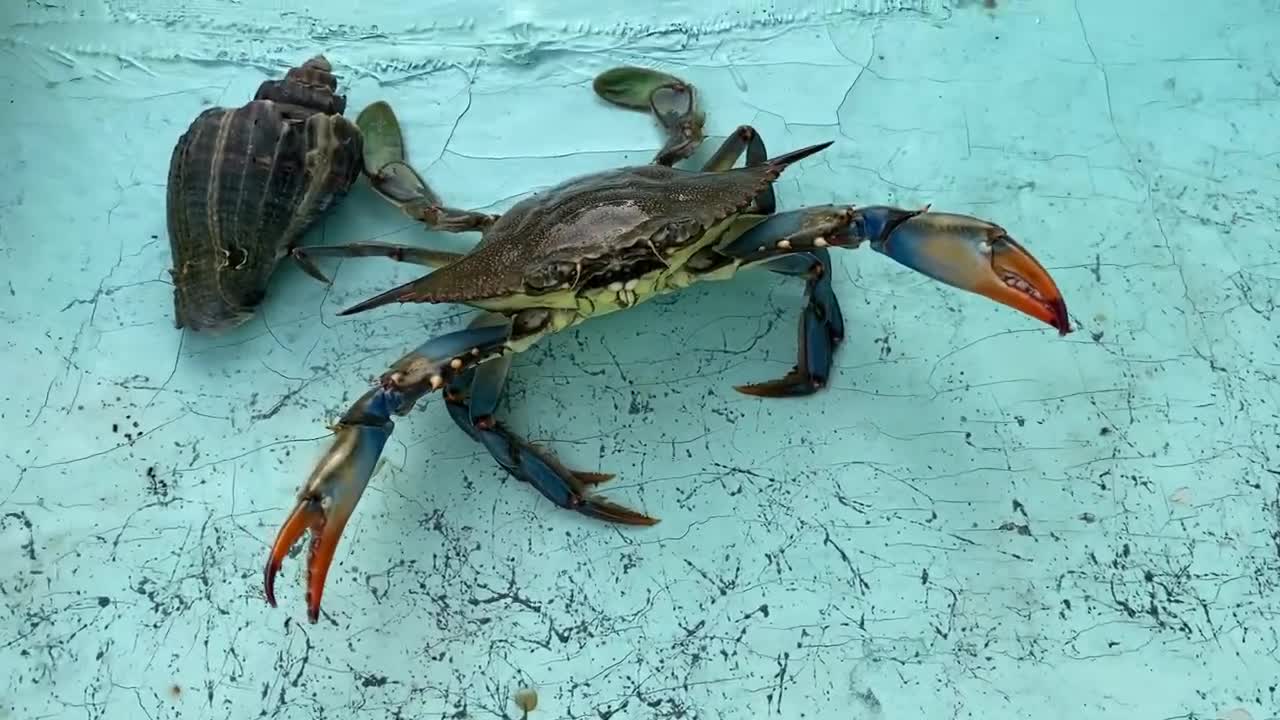 Big Blue Crab