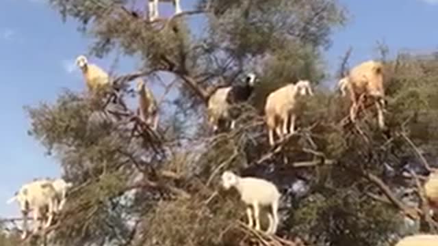 There are many sheep on the mountain.