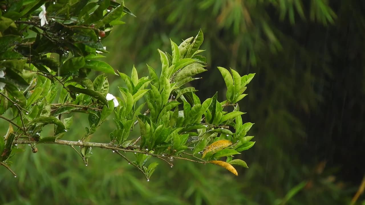 Rain Sounds For Sleeping - 99% Instantly Fall Asleep With Rain