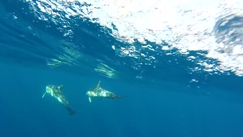 adorable dolphin