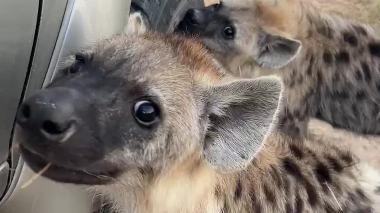 Hyena cubs adorably bite vehicle tires