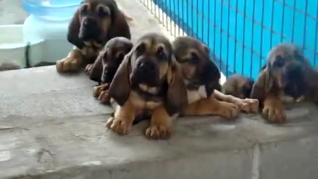Funny Dogs - Who want to eat first?