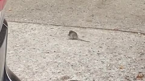 Rat funny video 🙂😂😂😂🤭🤭