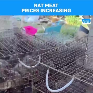 ¿Está Bill Gates involucrado? Los precios de la carne de rata están aumentando