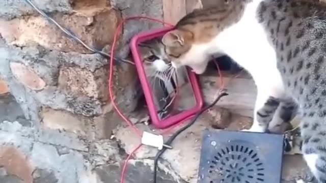 When the cat saw himself in the mirror...