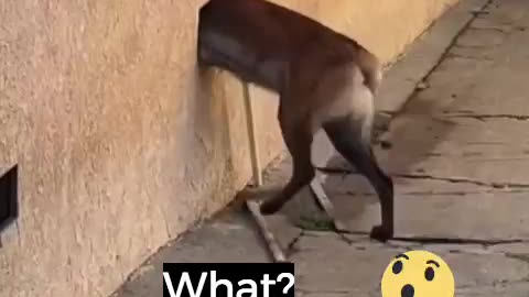 Quick Get Away Funny Dog Video