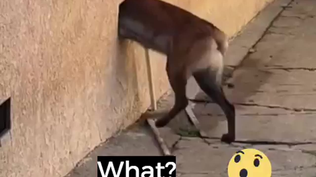 Quick Get Away Funny Dog Video