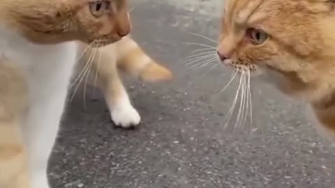 Funny Cutes Cats