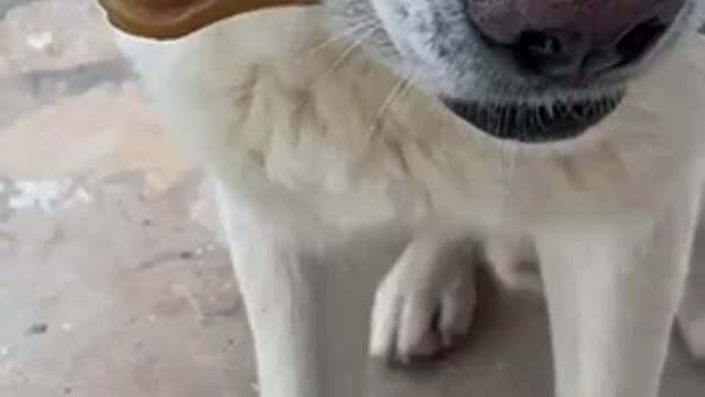 Angry obedient dog