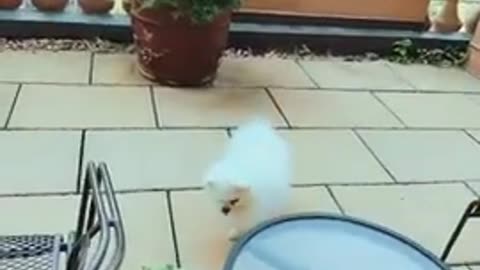 20180826文贵先生视频：应战友们的要求发一个Snow现在的生活视频