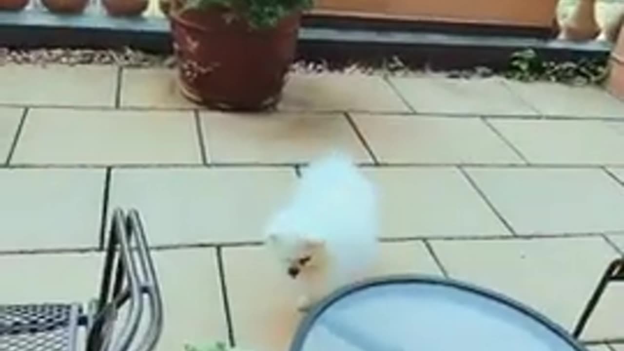 20180826文贵先生视频：应战友们的要求发一个Snow现在的生活视频