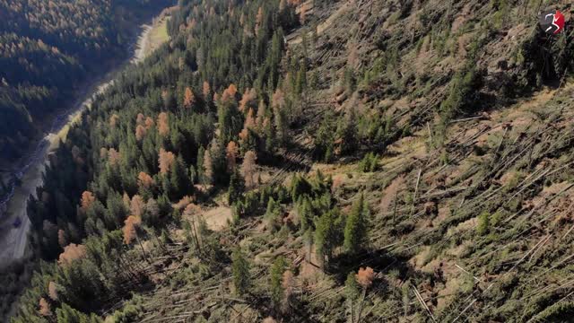 Fallen trees during a natural disaster in Trentino - Italy