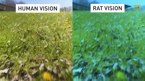 The world through the eyes of animals