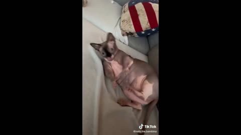 cute and funny pet videos