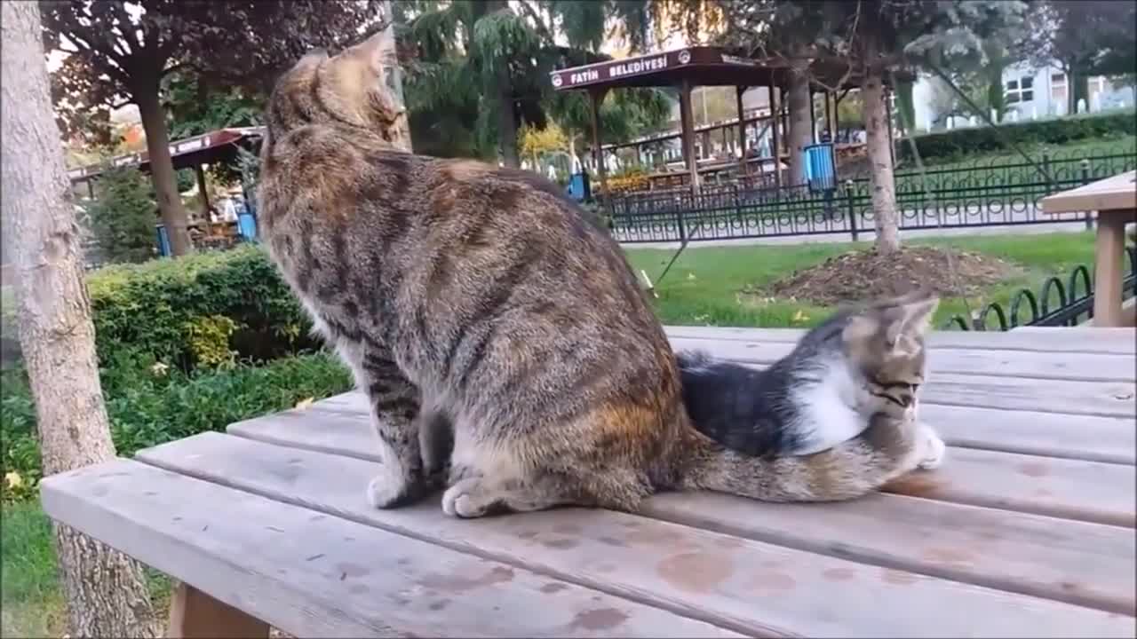 Mama Cat's Reaction to her kitten, When Kitten biting her tail