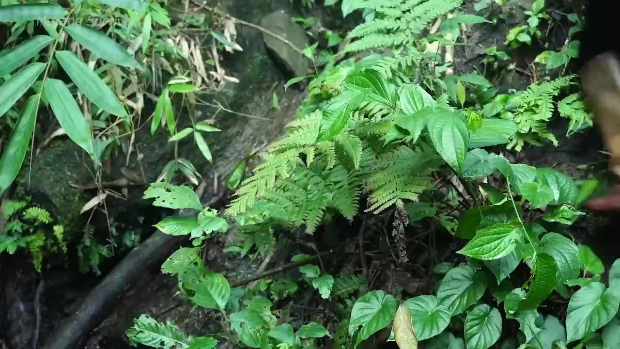 150 days in jungle - Bushcraft skills and foraging wild food in the rainforest - Survival shelter