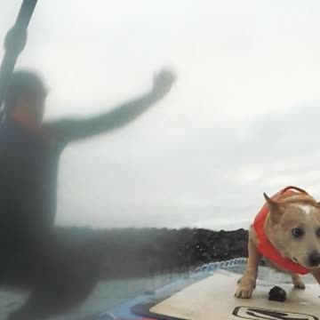 Jumping in from the paddleboard with the dog