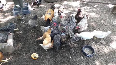 Chickens get some Beef Ground Round.