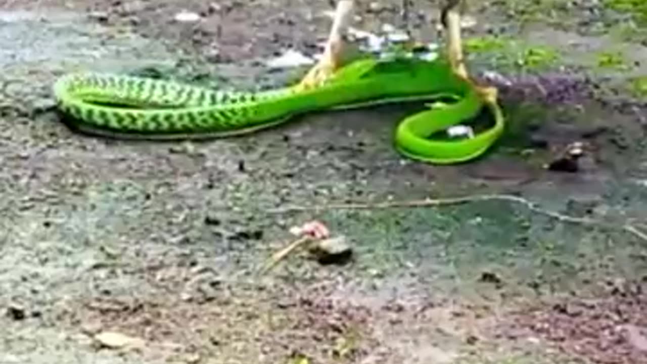 Eagle hunting snake : Viral video