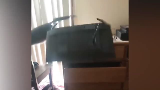 Silly Cat While Going Besides Tv Took It Down