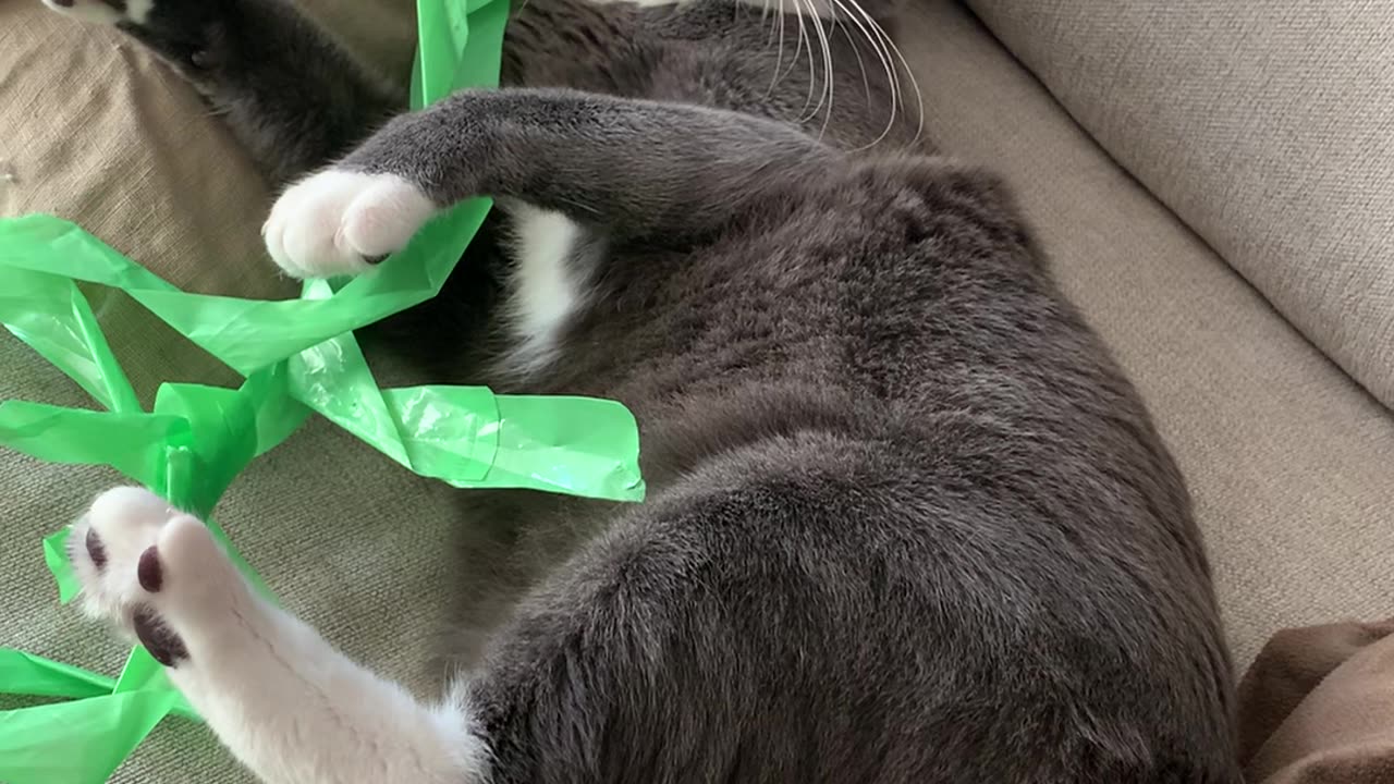 Crazy cat stuck in plastic