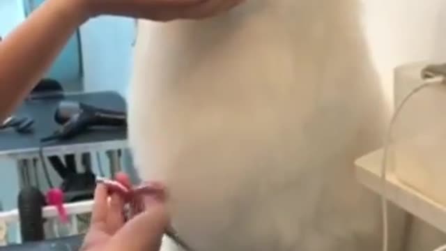 Get one's hair trimmed