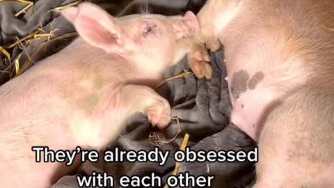 Two piglets fell off trucks hundreds of miles apart