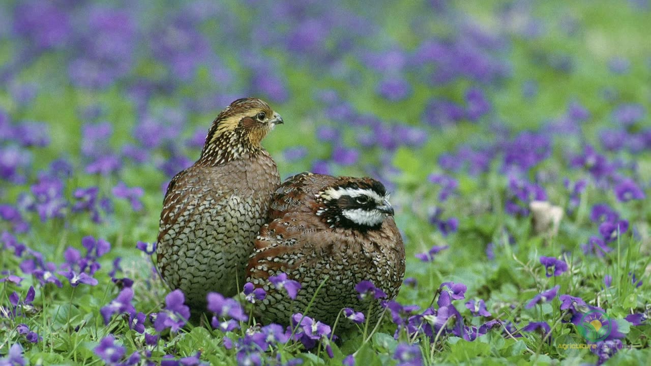 Tips for Quail Farming and Homestead Quail Rearing