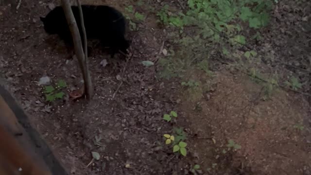 Black Bear Family Climbs Around on Truck Trying to Find Food