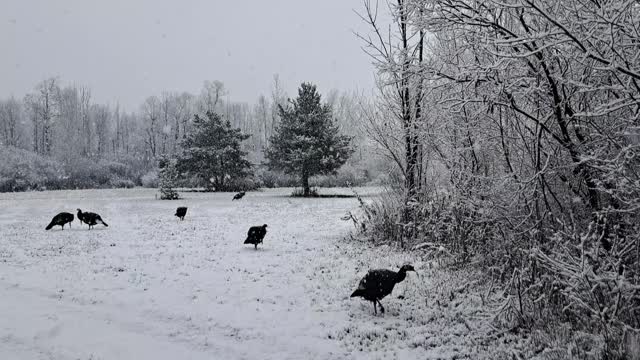 Turkeys in the snow