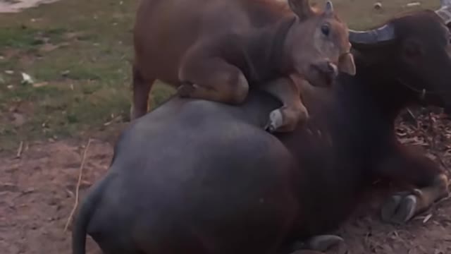 So funny cute ❤ buffalo Mom help me