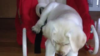 Labrador Funny