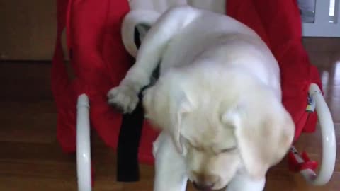 Labrador Funny