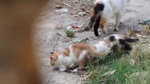 Take a baby cat to the feeding point and get caught