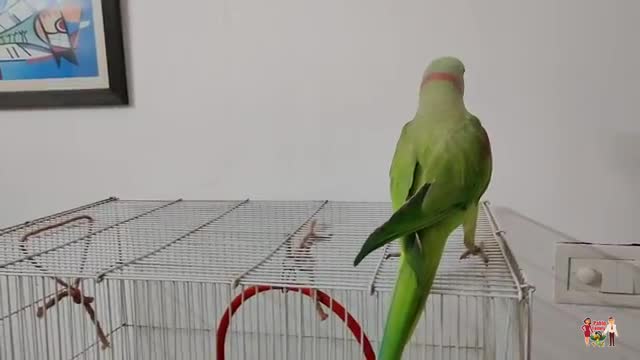 Pablo Parrot Dancing and Singing on Happy Birthday Song